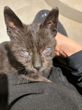 EVE, Katze, Europäisch Kurzhaar in Griechenland