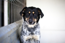 MALVA, Hund, Mischling in Berlin