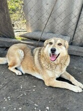 VARIAN, Hund, Mischlingshund in Rumänien