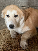 SANTORINI, Hund, Mischlingshund in Rumänien