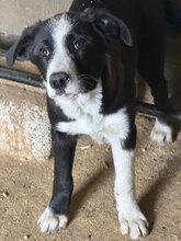 MOOREA, Hund, Mischlingshund in Rumänien