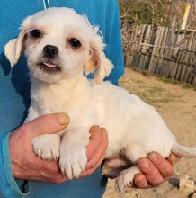GIZMO, Hund, Malteser / Pekinese Mischling in Cuxhaven