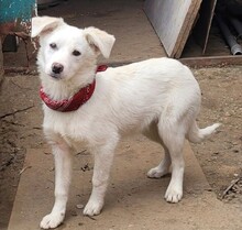 JANNY, Hund, Mischlingshund in Rumänien