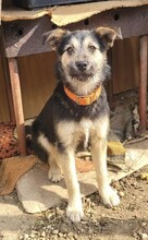 JOSY, Hund, Mischlingshund in Rumänien