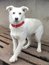 JANITA, Hund, Mischlingshund in Rumänien