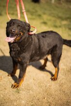ARES, Hund, Mischlingshund in Kroatien