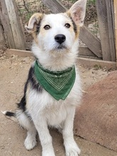 JAMES, Hund, Mischlingshund in Rumänien