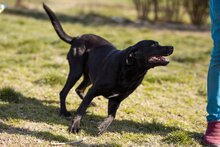 COOLIO, Hund, Mischlingshund in Kroatien