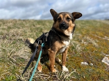 STELLA, Hund, Mischlingshund in Freystadt