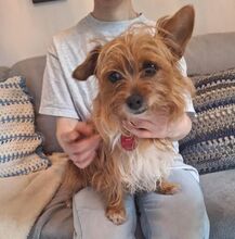 PERLA, Hund, Yorkshire Terrier-Mix in Jesteburg