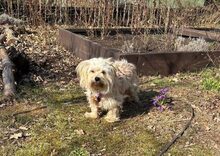 MARIA THERESIA, Hund, Malteser-Mix in Seeheim-Jugenheim