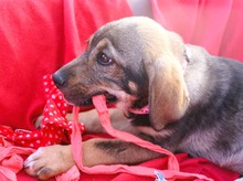 JADE, Hund, Mischlingshund in Griechenland