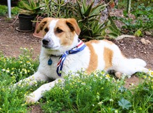 RICARDO, Hund, Mischlingshund in Griechenland