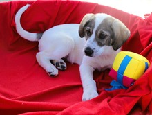 STERLING, Hund, Mischlingshund in Griechenland