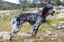 ZOE, Hund, English Setter in Griechenland