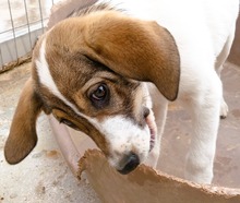 SAPHIRA, Hund, Mischlingshund in Griechenland