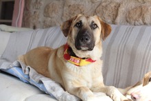 CASA, Hund, Mischlingshund in Griechenland