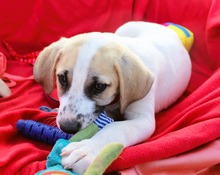 CORAL, Hund, Mischlingshund in Griechenland