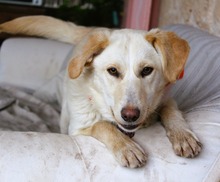 MONTANA, Hund, Mischlingshund in Griechenland