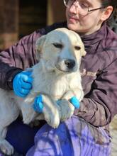 COCO, Hund, Mischlingshund in Rumänien