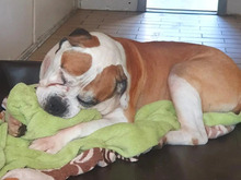 BODO, Hund, American Bulldog in Hamburg