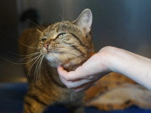 MAGDA, Katze, Europäisch Kurzhaar in Hamburg