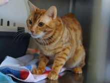 YUKON, Katze, Europäisch Kurzhaar in Hamburg