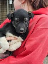 ARES, Hund, Mischlingshund in Rumänien