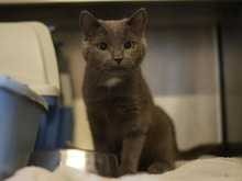 SHERLOCK, Katze, Europäisch Kurzhaar in Hamburg