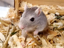 VLADI, Nager, Mongolische Rennmaus in Hamburg