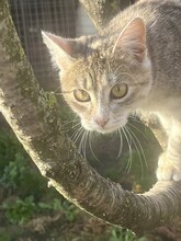 DELIAH, Katze, Hauskatze in Hannover