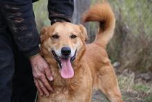 DEVON, Hund, Golden Retriever -Mischling in Ungarn