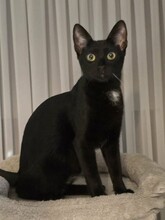 ROMEO, Katze, Europäisch Kurzhaar in Königsbach-Stein