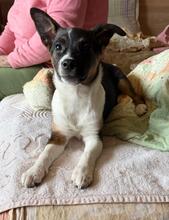 BOUNTY, Hund, Mischlingshund in Bulgarien