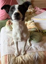 GIOTTO, Hund, Mischlingshund in Bulgarien