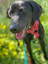 NICOLAS, Hund, Podenco-Mischling (Labrador) in Spanien