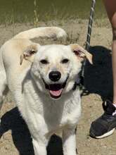 TWAROZEK, Hund, mischling in Polen