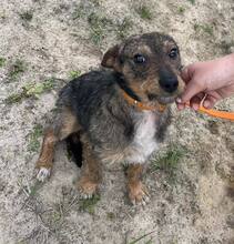 TYMEK, Hund, mischling in Polen