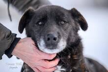 ROBIN, Hund, mischling in Polen