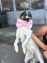 TRUDI, Hund, Mischlingshund in Bulgarien