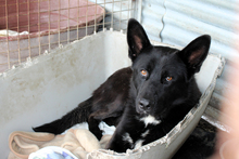 NOAH, Hund, mischling in Spanien