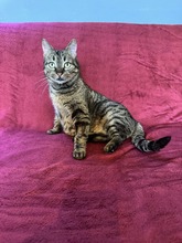 CLEO, Katze, Europäisch Kurzhaar in Bernau