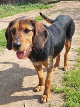LOREEN, Hund, Griechische Bracke in Hamburg