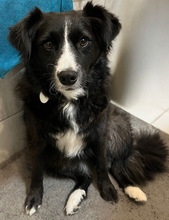 LINDA, Hund, Mischlingshund in Schwabhausen