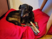 MAZZY, Hund, Mischlingshund in Köln