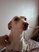 MIMO, Hund, Mischlingshund in Ungarn