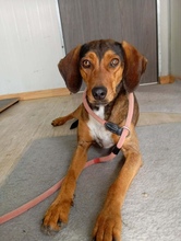 MISSLIA, Hund, Mischlingshund in Griechenland