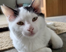 MOCHI, Katze, Europäisch Kurzhaar in Bad Oeynhausen