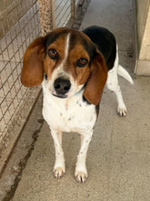 ZEPHYR, Hund, Mischlingshund in Stäbelow