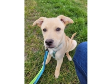 ORO, Hund, Mischlingshund in Schutterwald